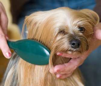 How to Choose the Right Toy for Your Pet’s Personality | Fun & Smart Playtime