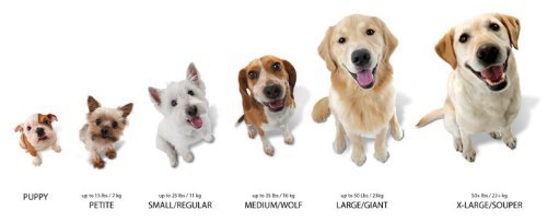 New Nylabone Dura Chew Bacon Bone | Natural, Regular (3-Pack)