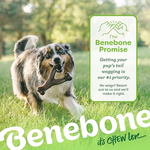 New Benebone Wishbone Durable Chew Toy | Bacon, Medium