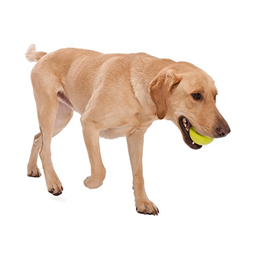 New West Paw Zogoflex Jive Ball | Aqua Blue, X-Small (2")