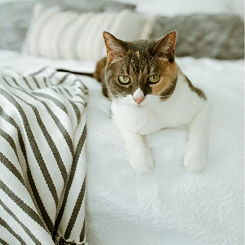 New earthbath Hypoallergenic Cat Shampoo | 16 oz, 1 pack