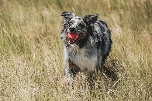 New Chuckit! Ultra Ball Dog Toy | Orange/Blue, Medium (2-Pack, 2.5")