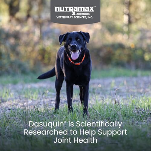 New Nutramax Dasuquin Soft Chews | Large Dogs, 150 Count