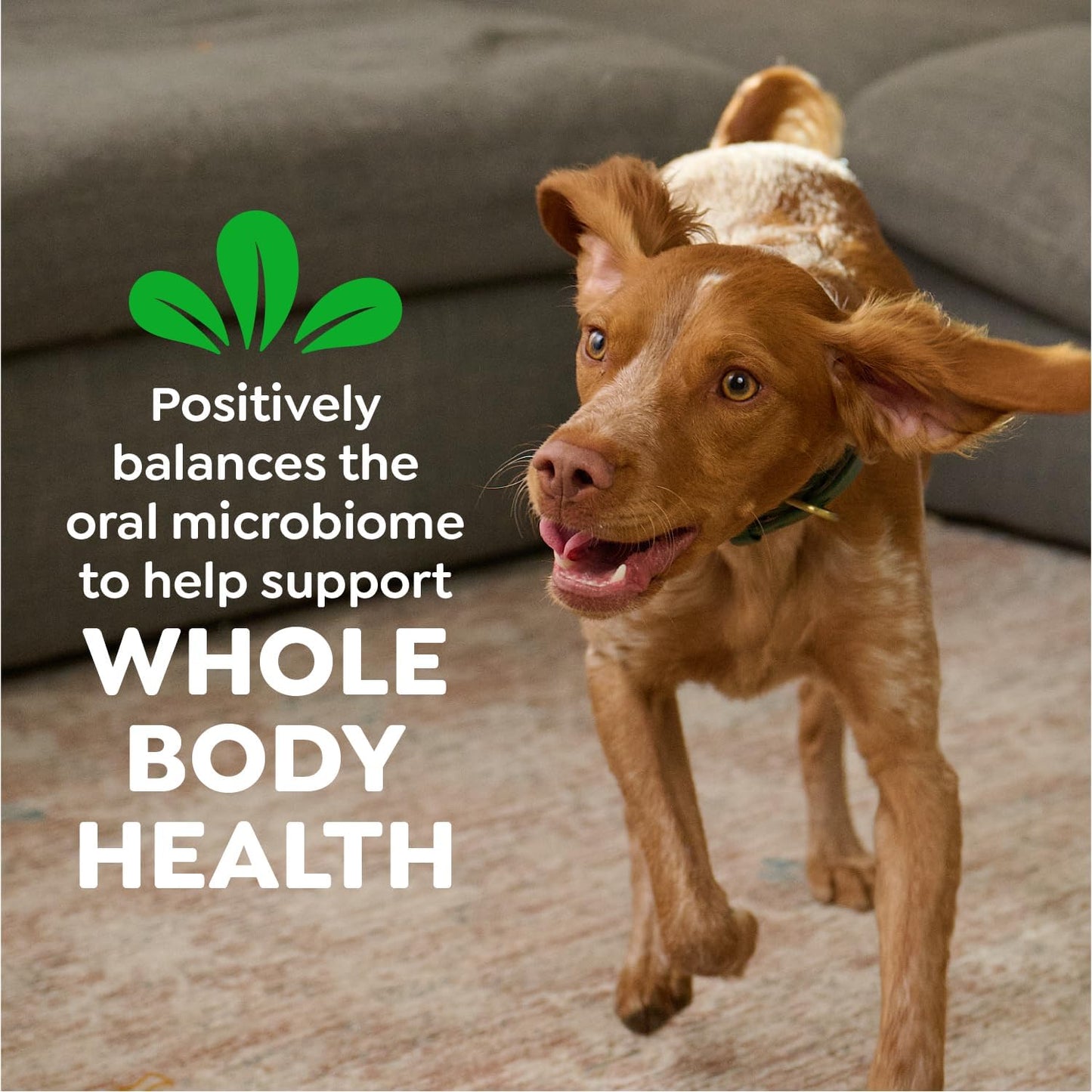 New Greenies Original Large Dental Dog Treats | 36 oz (24 treats)